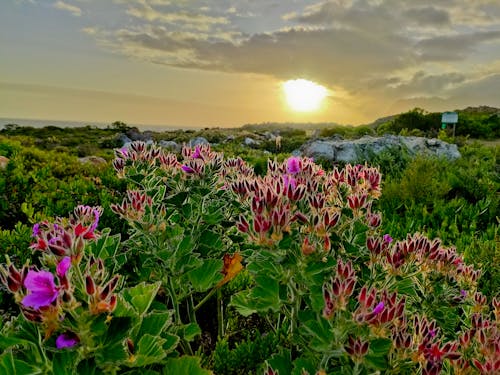 Kostnadsfri bild av blommor, fynbos, kust