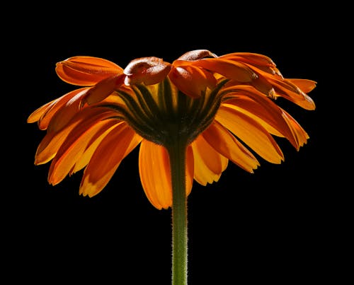 Foto d'estoc gratuïta de bellesa natural, enfocament selectiu, flor