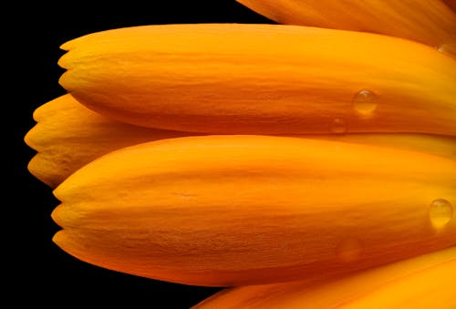 Close-up of Bright Orange Flower Petals