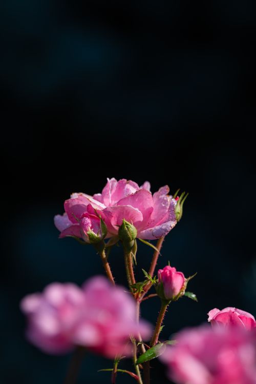 Free Close-up of vibrant pink Damask roses blooming against a dark background. Stock Photo
