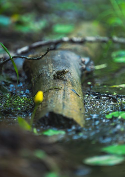 Free A small frog perched on a log surrounded by vibrant greenery in a wetland setting. Stock Photo