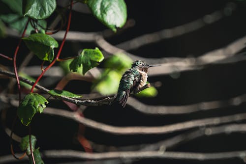 Ücretsiz hayvan fotoğrafçılığı, kuş, minik içeren Ücretsiz stok fotoğraf Stok Fotoğraflar