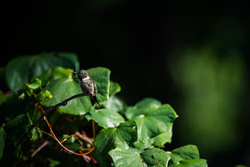 Black Chinned Hummingbird Perched on a Twig