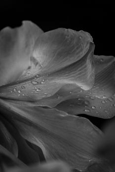 A stunning black and white close-up of flower petals with dewdrops. Nature's elegance captured beautifully.
