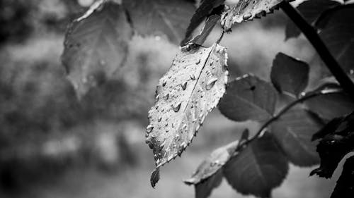 Wet Leaves with Jagged Edges