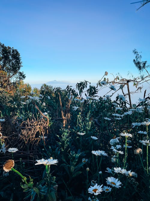 Foto d'estoc gratuïta de flors, flors blanques, flors silvestres