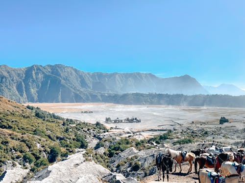 Foto d'estoc gratuïta de cavalls, muntanya, muntar bromo