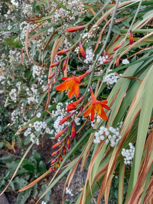 꽃, 붉은 꽃, 식물의 무료 스톡 사진