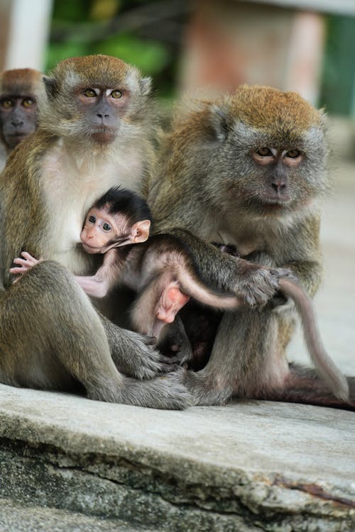 Macaque Feeding Its Young