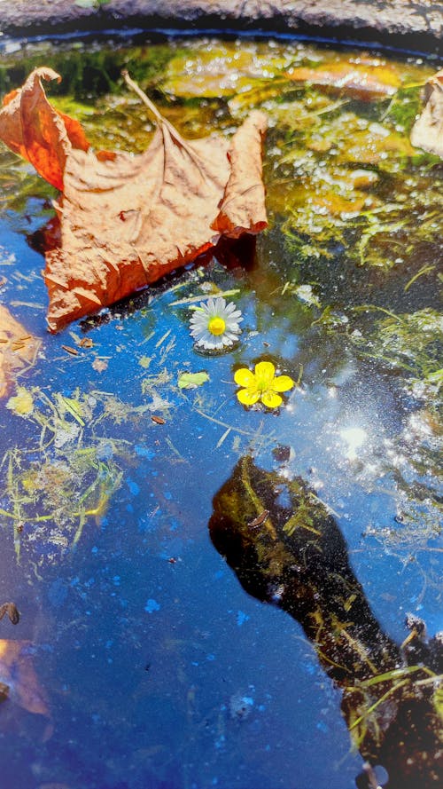 Kostenloses Stock Foto zu blumen, brunnen, getrocknete blätter