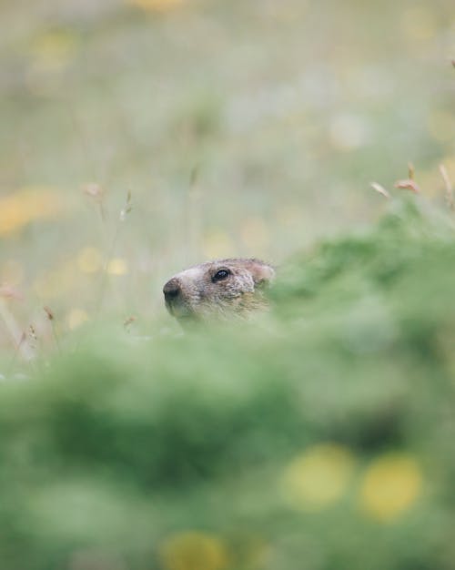 A groundhog peeks out from behind a bush