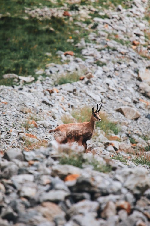 A deer is standing on a rocky hillside