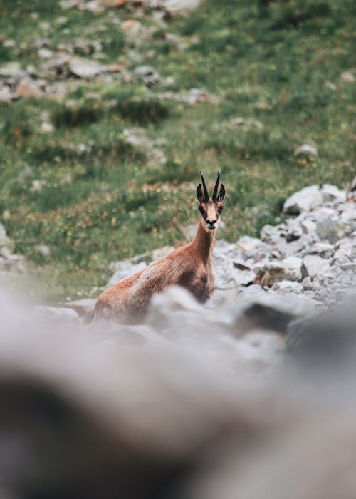 A brown and white animal sitting on rocks