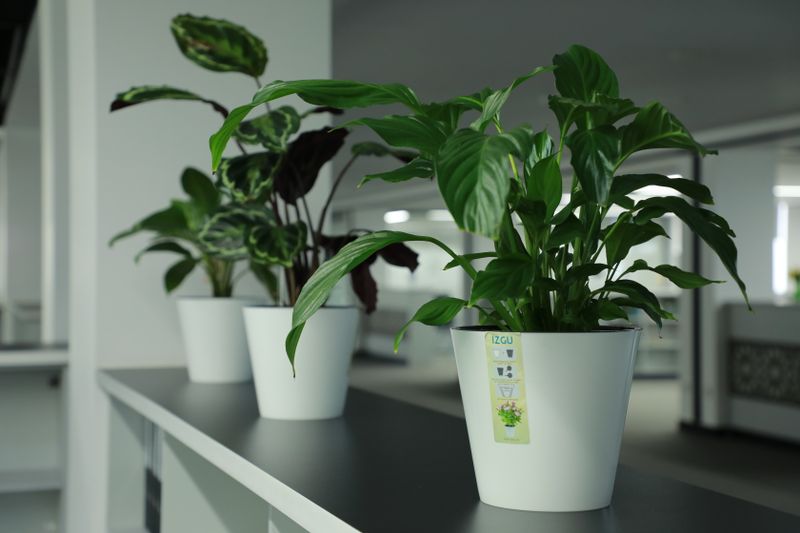string of pearls trailing down from a shelf planter