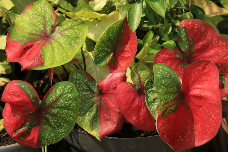 Reddening Leaves Of An Ornamental Plant