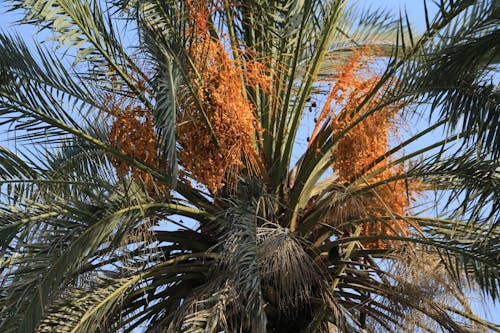 A Palm Tree against a Blue Sky