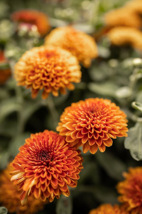 Close-up of Orange Chrysanthemum Flowers