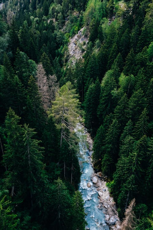 Imagine de stoc gratuită din apă curgătoare, codru, conifer