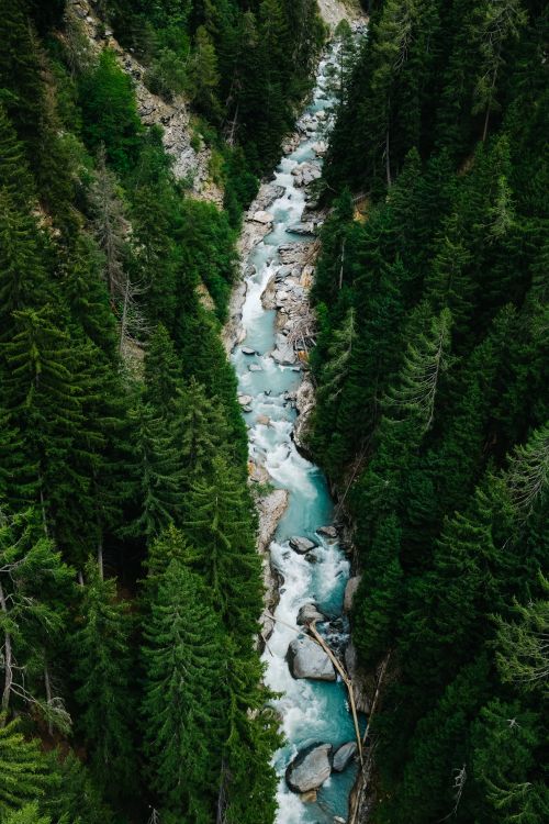 Aerial Photography of River in Between Green Trees · Free Stock Photo