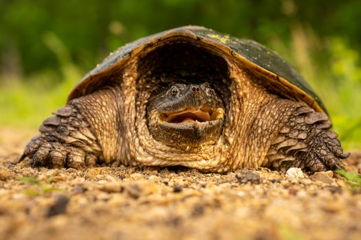 Florida Snapping Turtle Abandoned at Ontario Zoo: A Warning for Ottawa Pet Owners