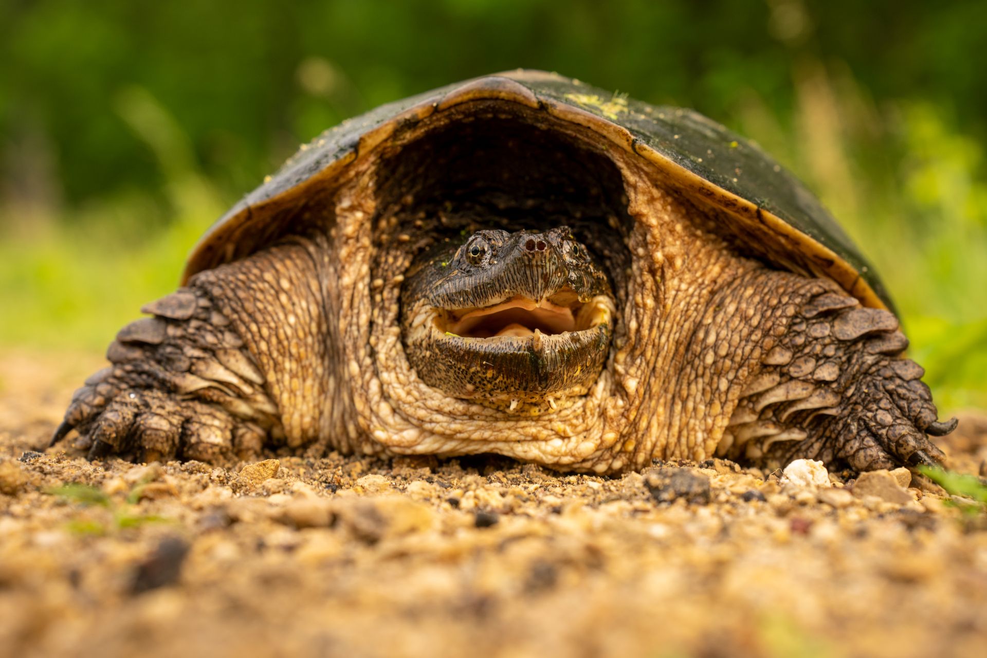 A detailed close-up of a snapping turtle on a gravel path in Trevino, WI.