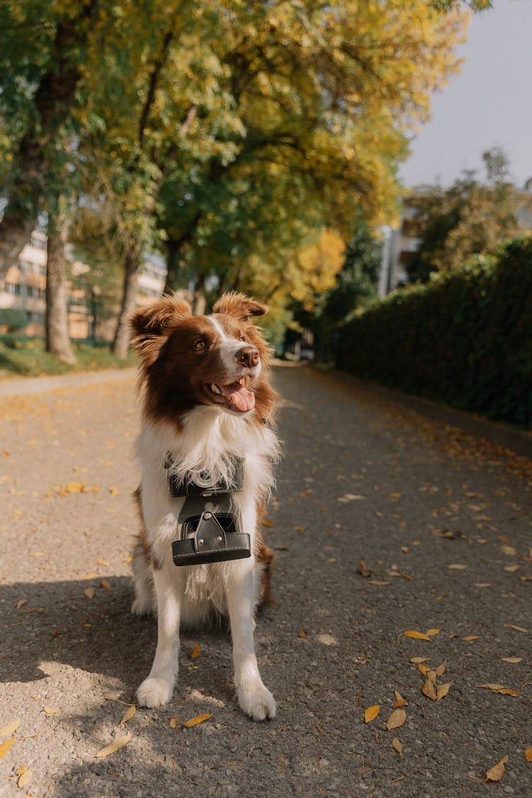 Funny Dog With Analog Camera