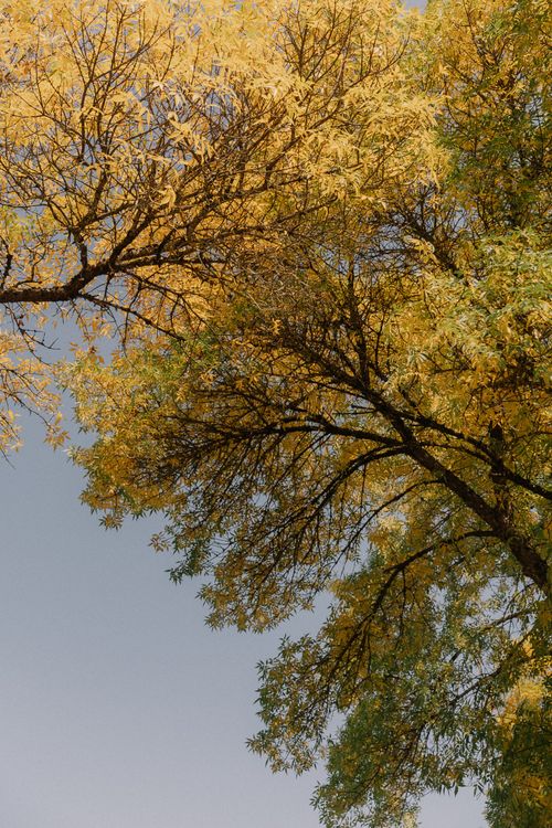 Free Bright yellow foliage against a clear blue sky, capturing the essence of fall. Stock Photo