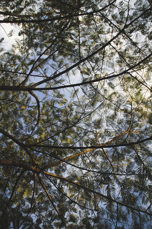 Free A tranquil view of tree branches and leaves against a blue sky, embodying nature's serenity. Stock Photo