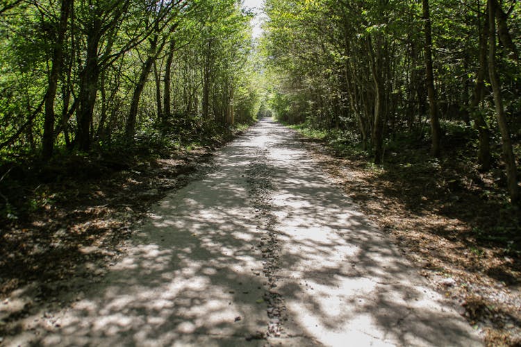 Road In Foliage Forest