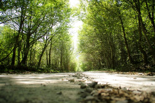 Stones on Road in Foliage Forest