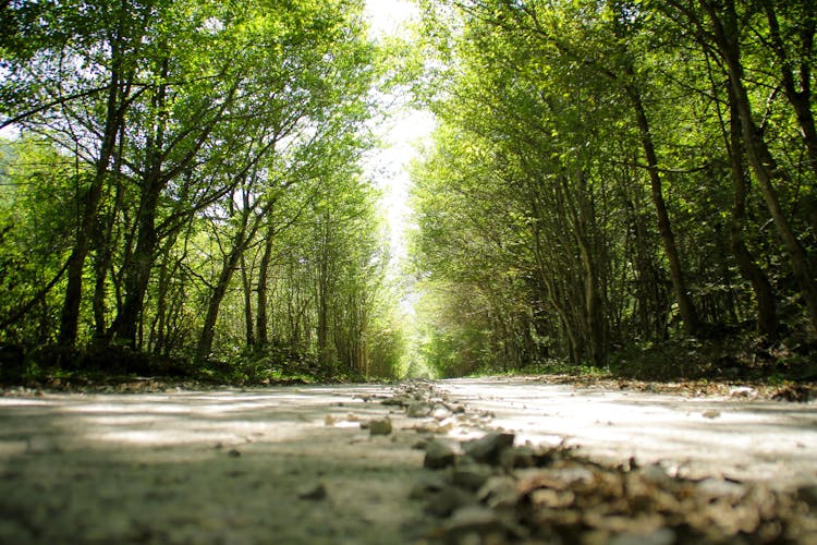 Stones On Road In Foliage Forest