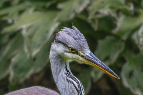 Portrait of Grey Heron