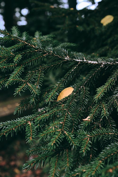 Branch of an Evergreen Tree