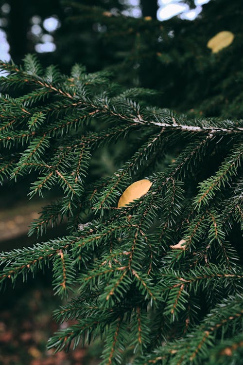 Ilmainen kuvapankkikuva tunnisteilla havupuinen, ikivihreä, lähikuva