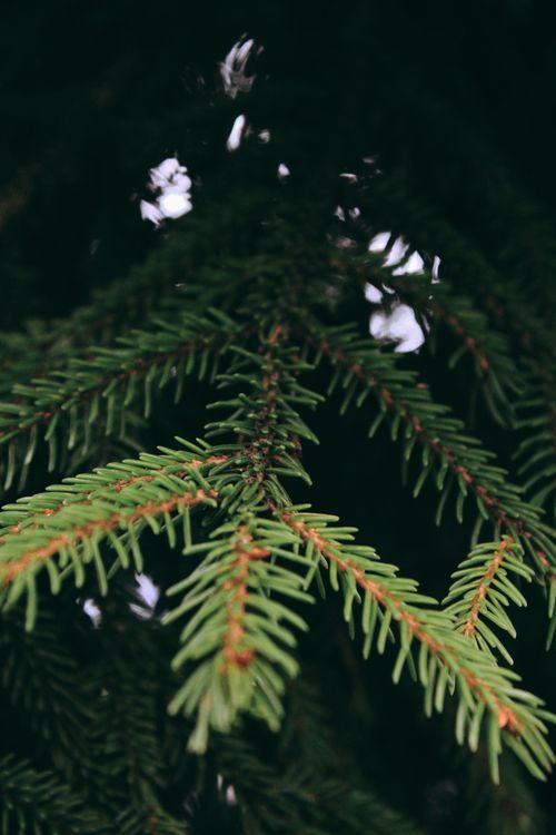 Free Detailed view of lush green conifer needles showing the intricate pattern of nature. Stock Photo
