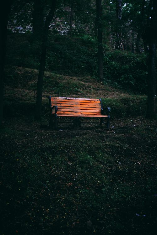 Free A solitary park bench surrounded by trees in a dimly lit forest, evoking a mysterious atmosphere. Stock Photo