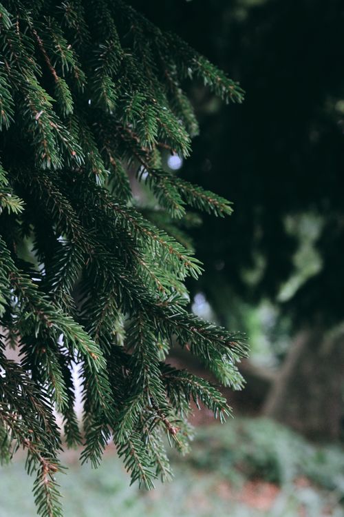 Free Detailed view of coniferous tree branches with lush green needles in natural surroundings. Stock Photo