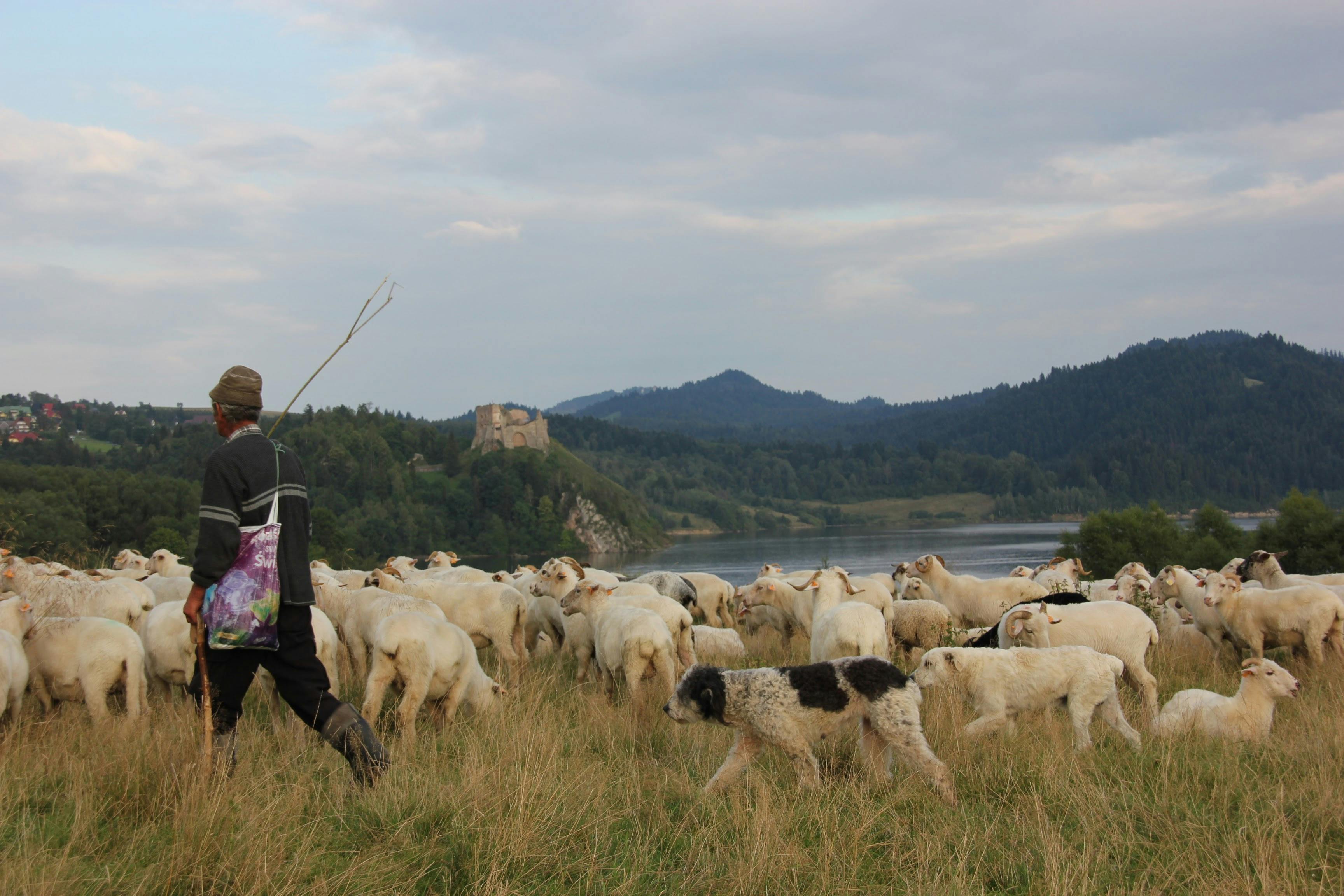 Shepherd with Sheep