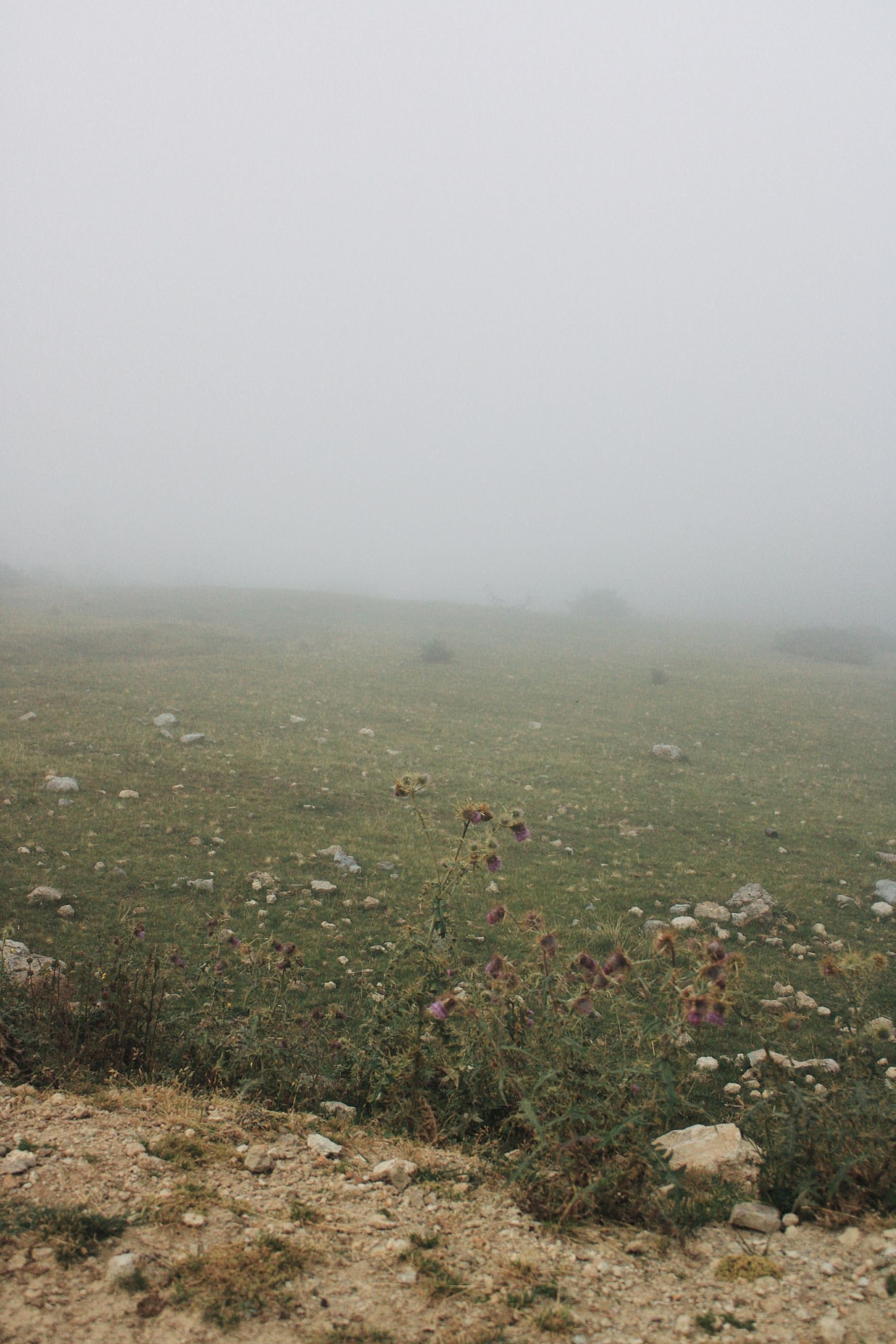 Withered Wildflowers on a Hill Meadow in Dense Fog · Free Stock Photo