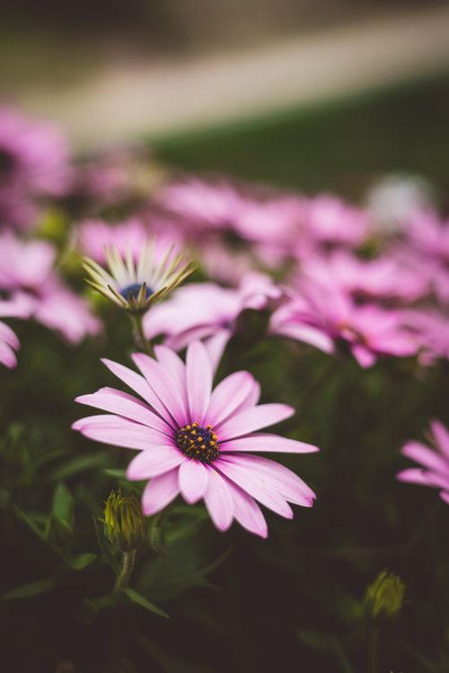 Free A serene close-up image of blooming light purple African daisies in a garden setting. Stock Photo