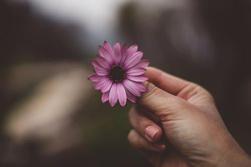 Hand with an African Daisy Flower