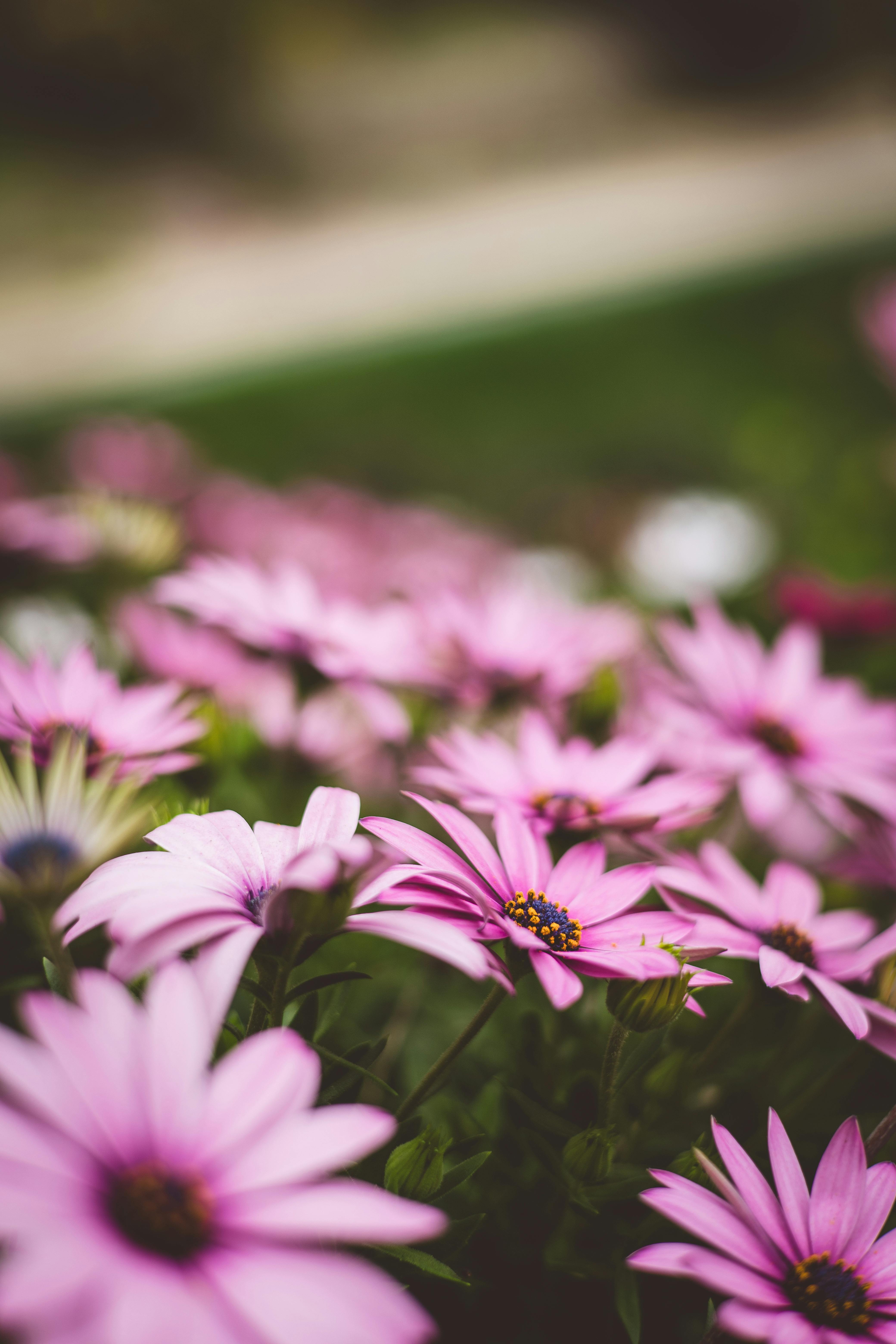 [ColoSach]-vibrant-purple-african-daisies-in-full-bloom-with-a-soft,-defocused-background.