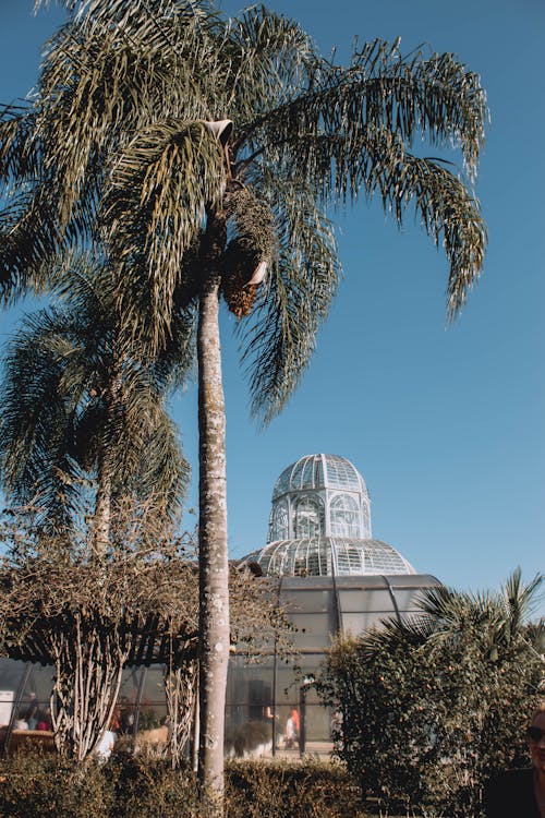 Kostenloses Stock Foto zu gebäude, palme, tropisch