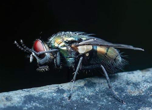 Fotobanka s bezplatnými fotkami na tému hmyz, muchy