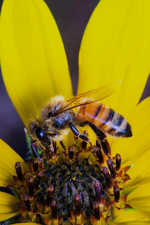 Photos gratuites de abeille, fleur jaune, nature