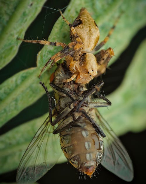 Fotobanka s bezplatnými fotkami na tému extrémny detail, germánsky rytier, hmyz