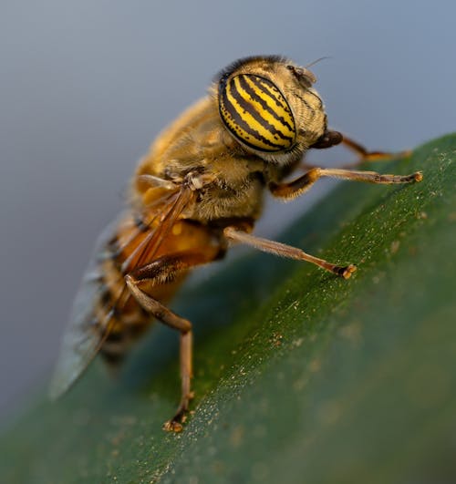 A Hoverfly Perching on a Leaf
