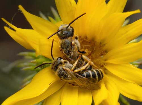 Two Honeybees on a Yellow Flower