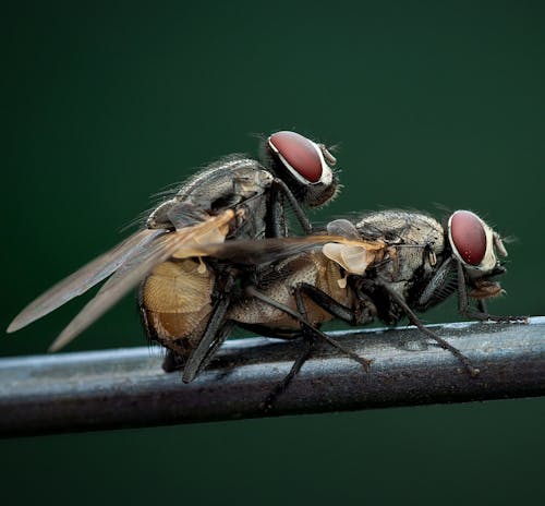 Two Copulating Houseflies