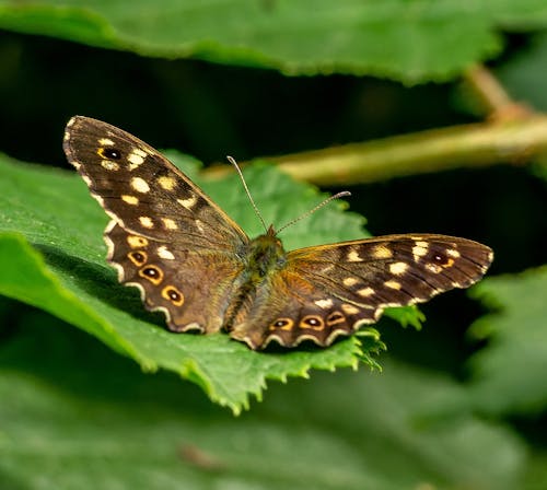 A Butterfly on a Leaf